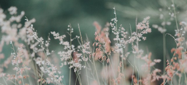 A blurry photo of some flowers in the grass.